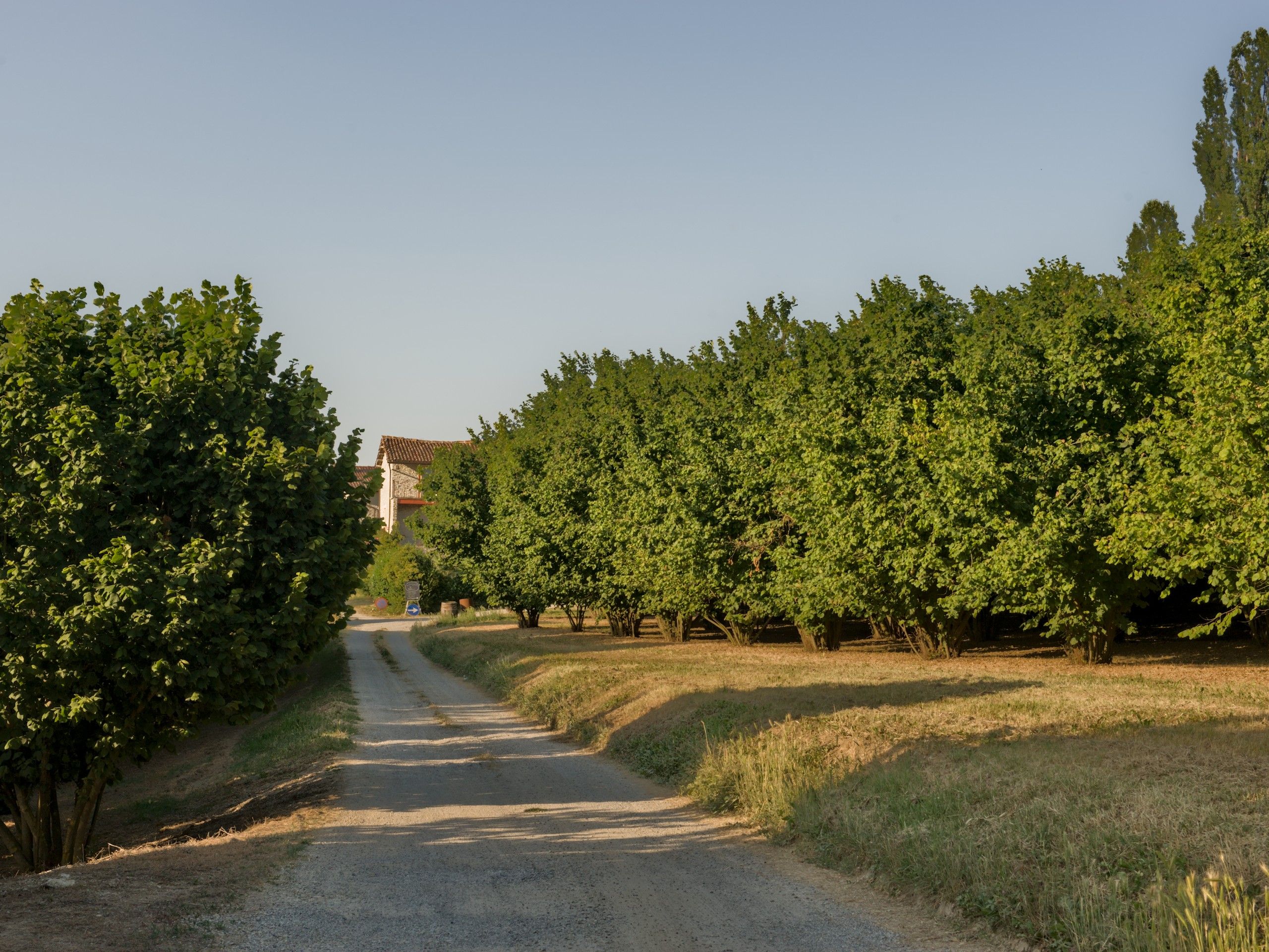 La strada sterrata tra i filari di noccioli, che porta alla casa dell'osteria, nella luce della sera